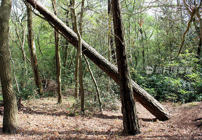 一场风暴摧毁了苏格兰松树(sylvestris Pinus)